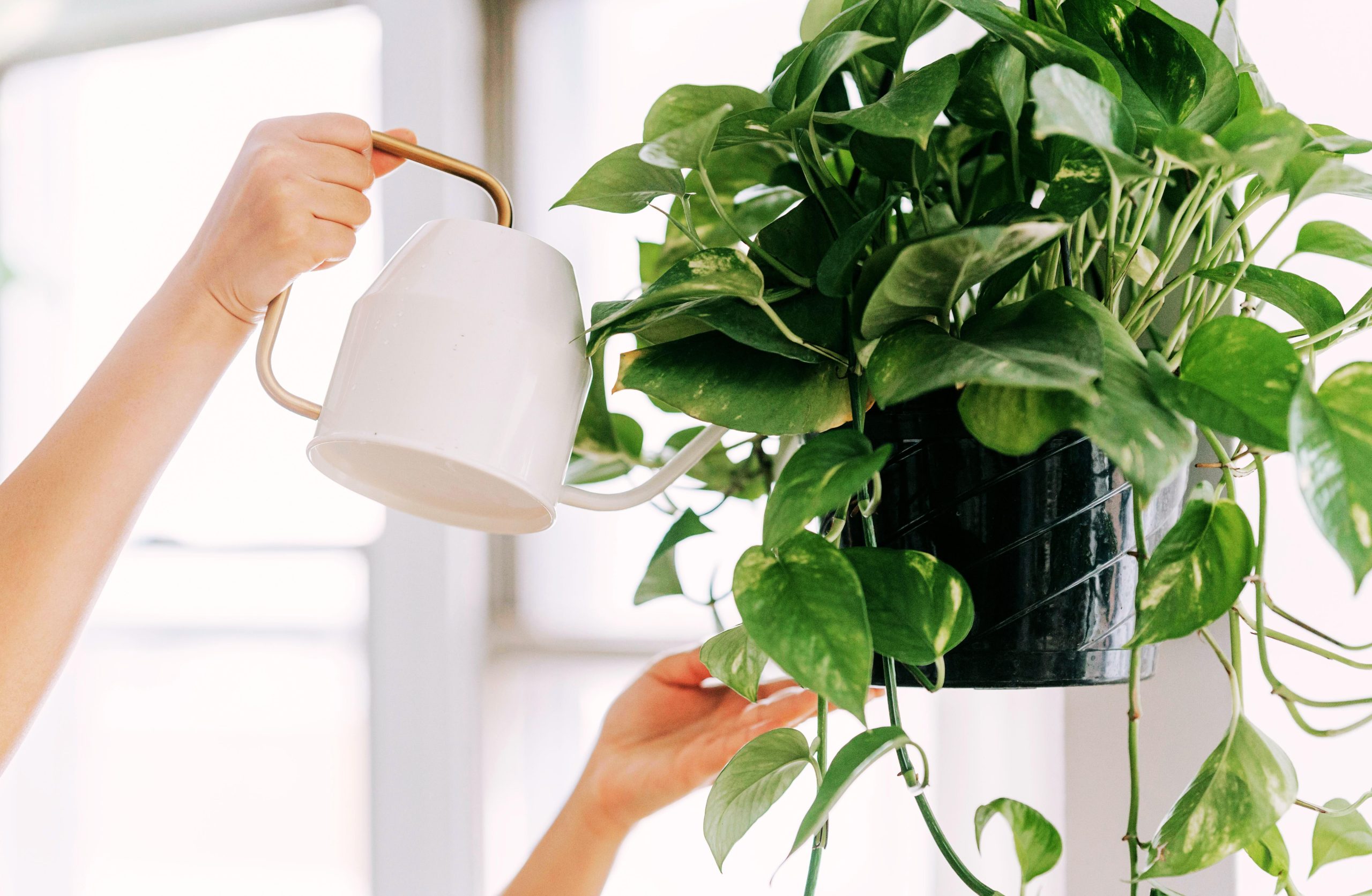 So You Want to Get Some House Plants? 10 Beginner-Friendly, Low-Maintenance Options