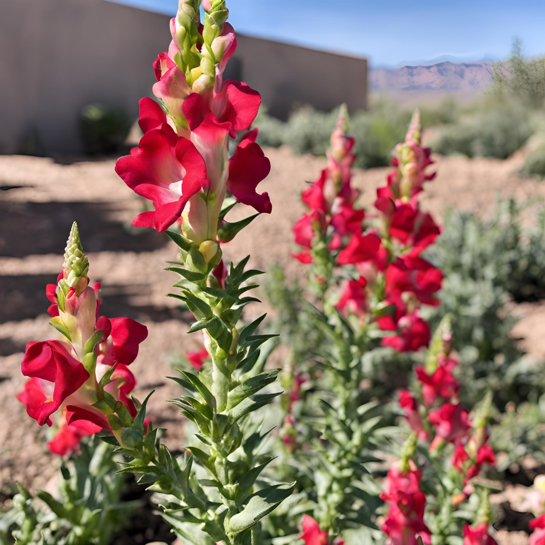 Seeding Success: September Gardening in Arizona’s Zone 9 Desert