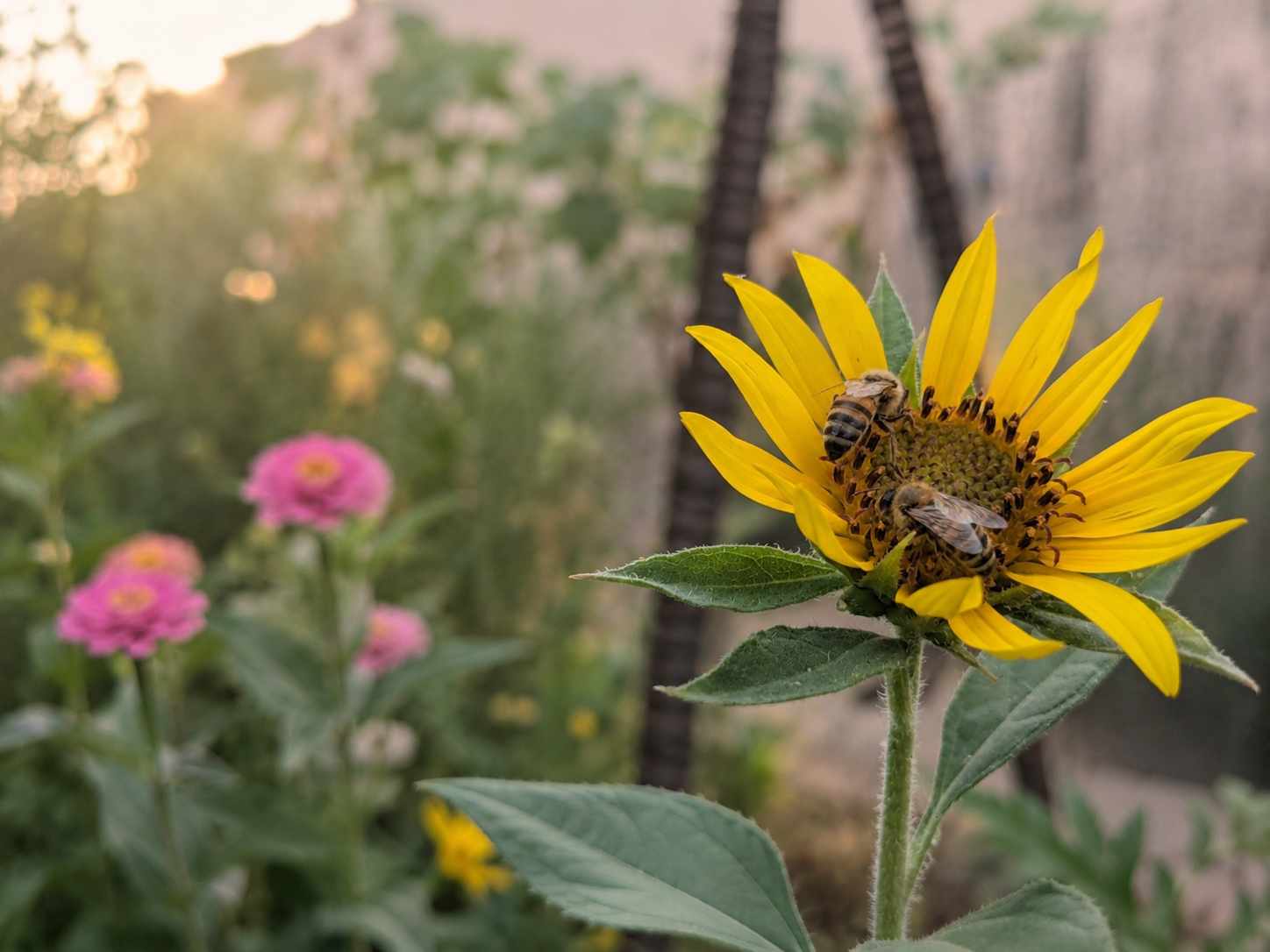 Making Room for Pollinators in the Fall Garden